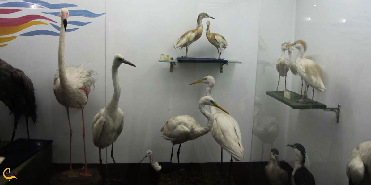 عکس موزه تنوع زیستی اراک (موزه حیات وحش) یکی از موزه های اراک