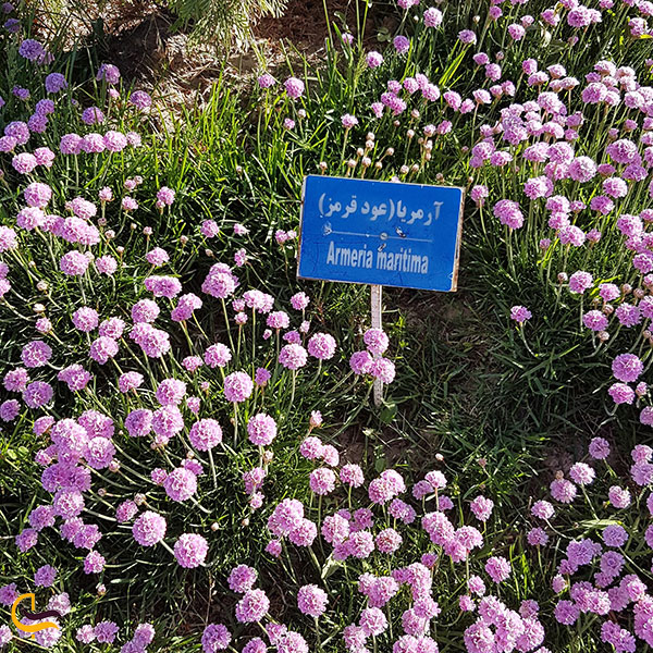 عکس گیاهان دارویی و معطر باغ گل ها مشهد