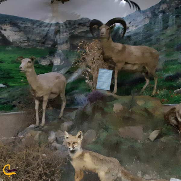 موزه تاریخ طبیعی ارومیه از دیدنی ترین موزه های ارومیه