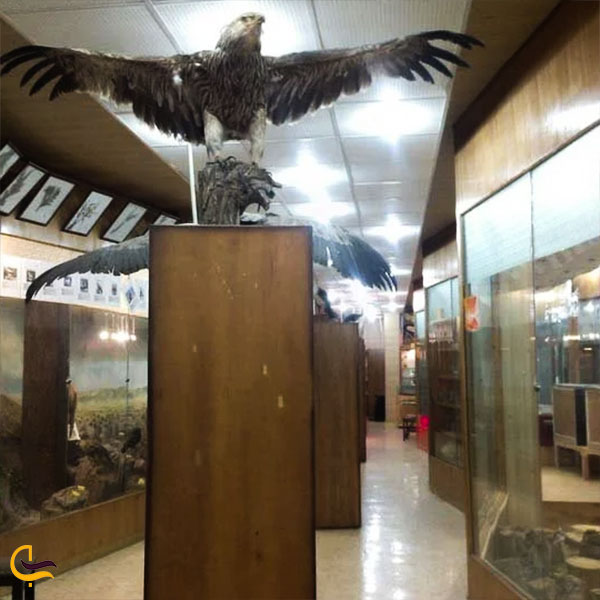عکس موزه تاریخ طبیعی دانشگاه اراک یکی از موزه های اراک
