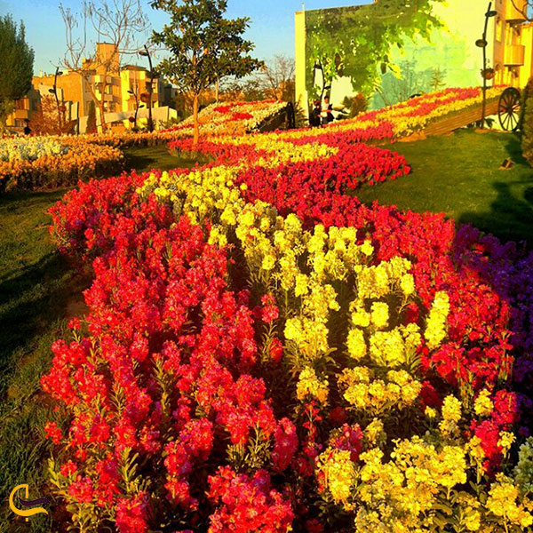 عکس گیاهان پیازی باغ گل ها مشهد