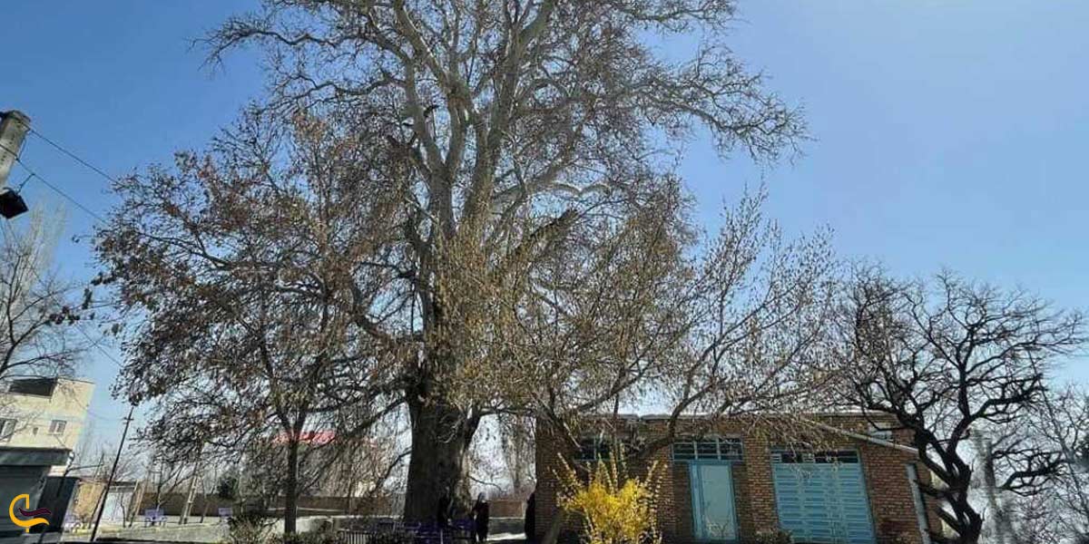 درخت چنار کهنسال روستای اونار (بابا چنار) از جاهای دیدنی اطراف اردبیل