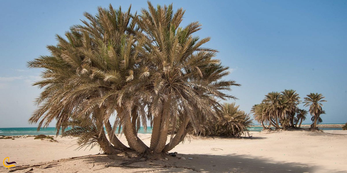 عکس ساحل ام باب از سواحل قطر