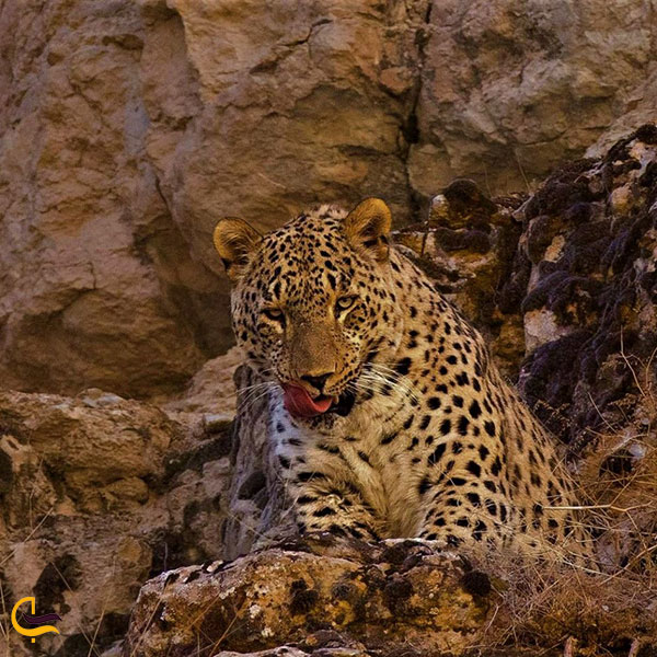 عکس پوشش جانوران وحشی پارک ملی تندوره
