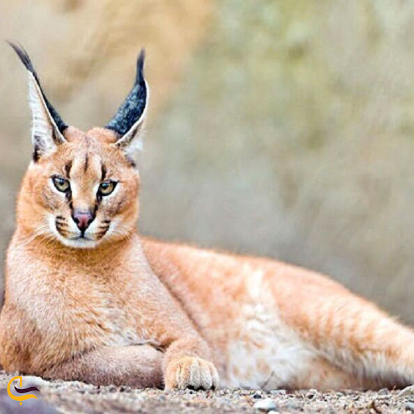 عکس پوشش جانوران وحشی پارک ملی تندوره