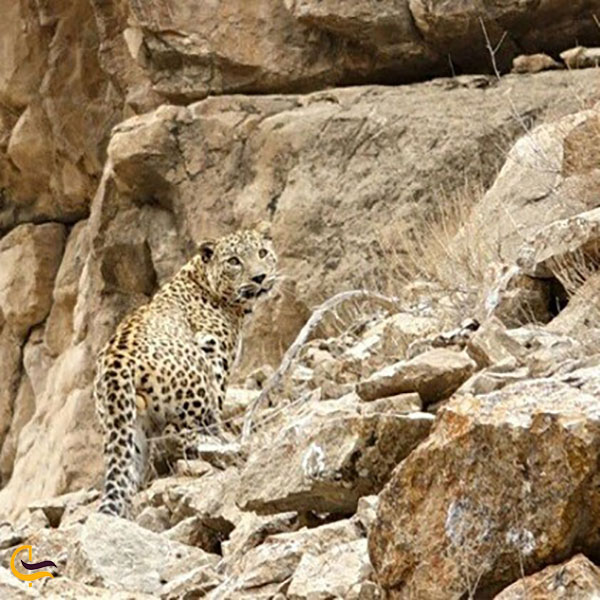 عکس تاریخچه پارک ملی تندوره