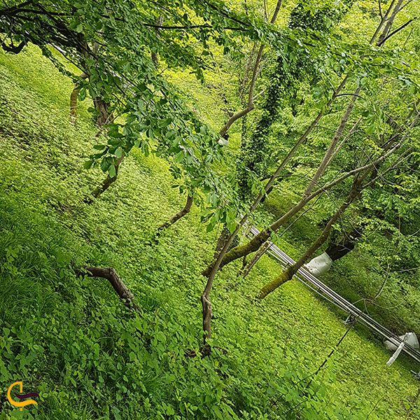 عکس بهترین زمان بازدید از پارک جنگلی سیاه داران