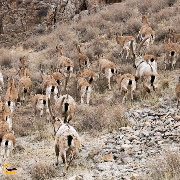 عکس جاذبه های گردشگری پارک ملی تندوره