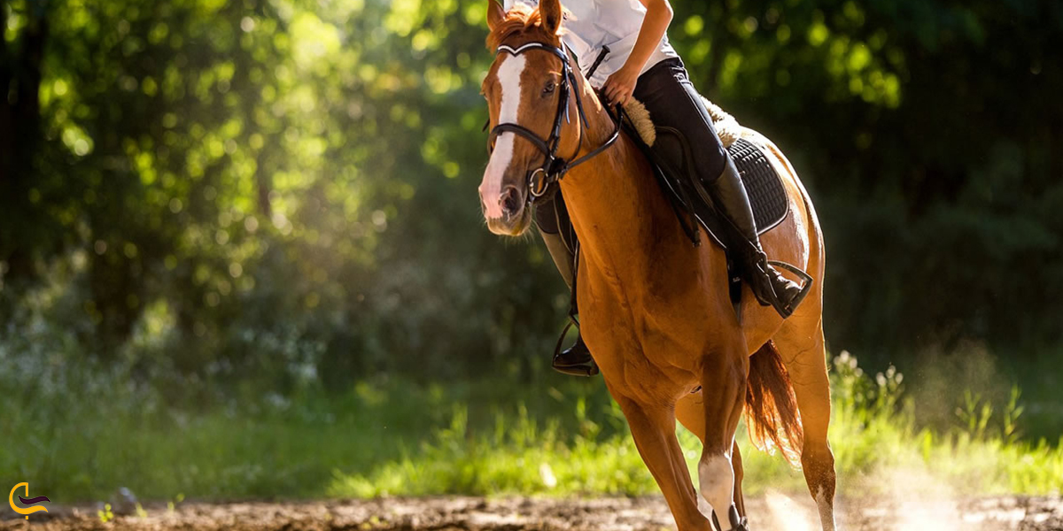 سوارکاری تفریحی