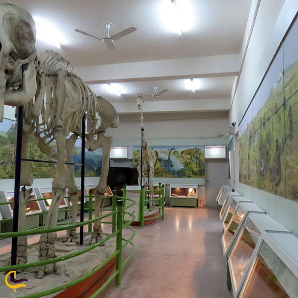 موزه علوم طبیعی خرم آباد | تجربه‌ای متفاوت در یکی از دیدنی‌ترین موزه های خرم آباد