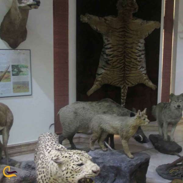 موزه علوم طبیعی خرم آباد | تجربه‌ای متفاوت در یکی از دیدنی‌ترین موزه های خرم آباد