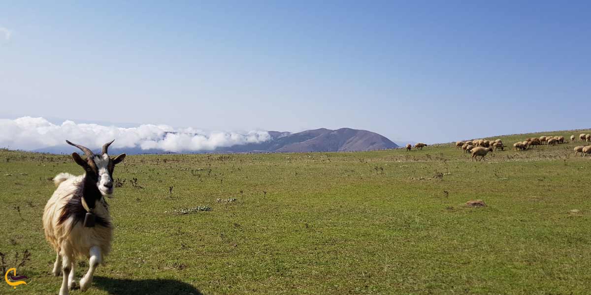 پوشش گیاهی و جانوری ییلاق سلانسر گیلان