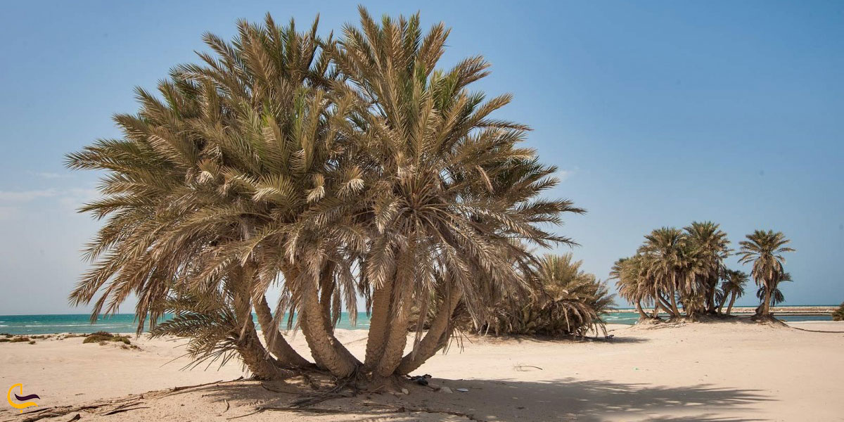 ساحل ام باب یکی از سواحل قطر