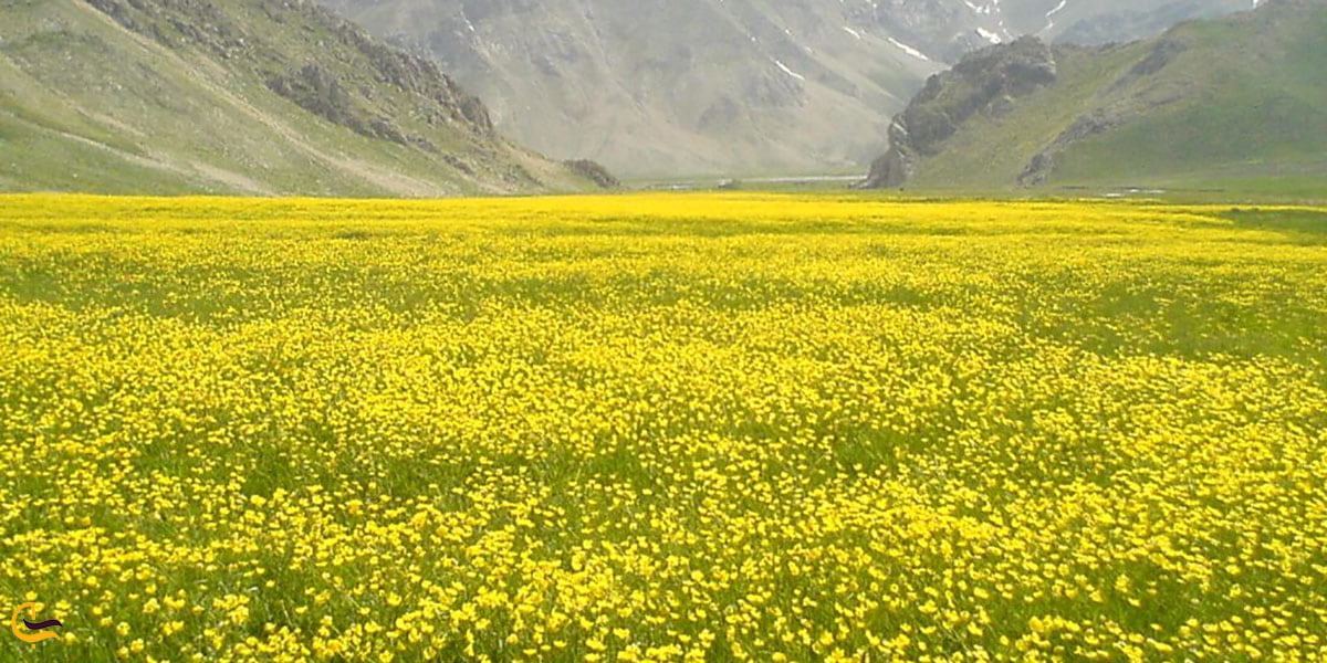 دشت و قلعه گل زرد از جاذبه های گردشگری روستای پلور لارین