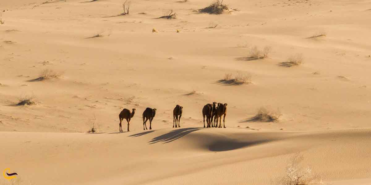 کمپ کویری شهر آفتاب یزد | بهترین کمپ کویری یزد 