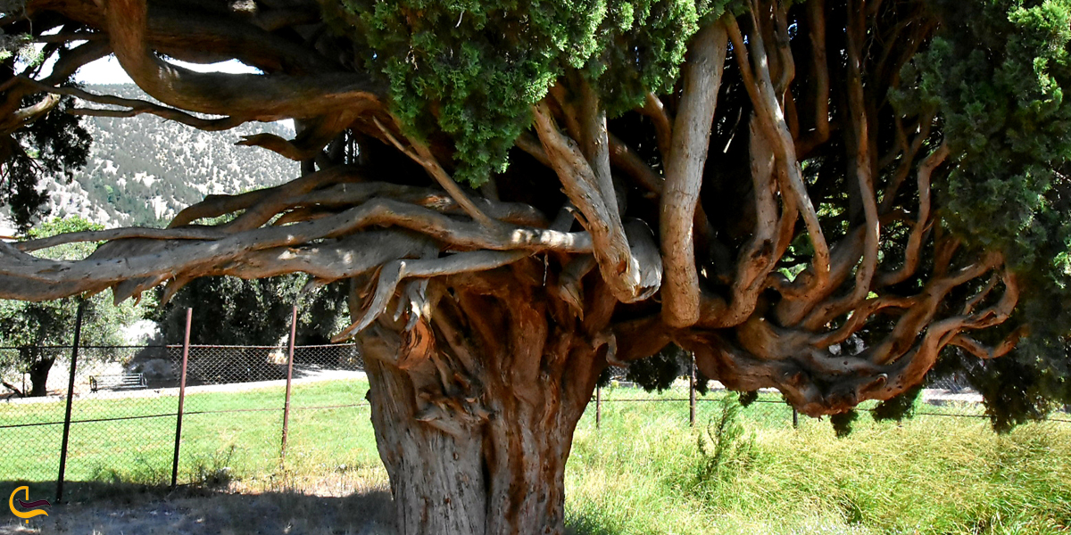سرو هرزویل منجیل، درختی مقدس برای بومی‌ها