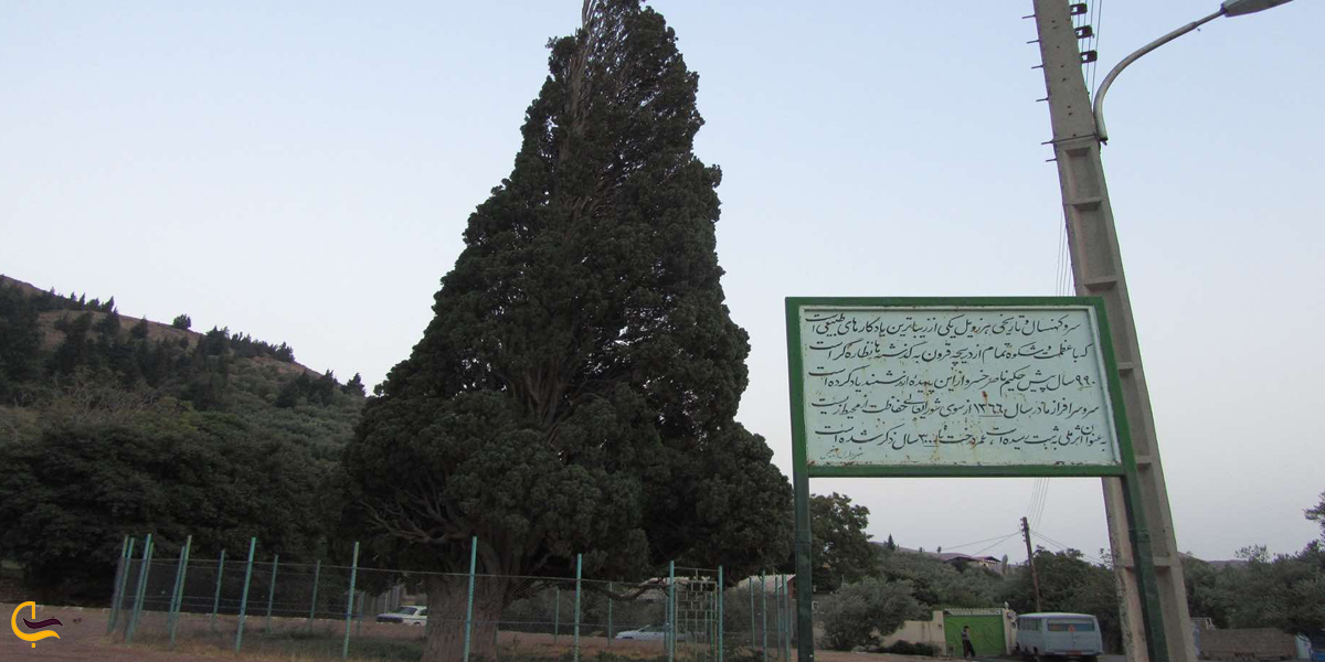 قدمت درخت سرو هرزویل رودبار