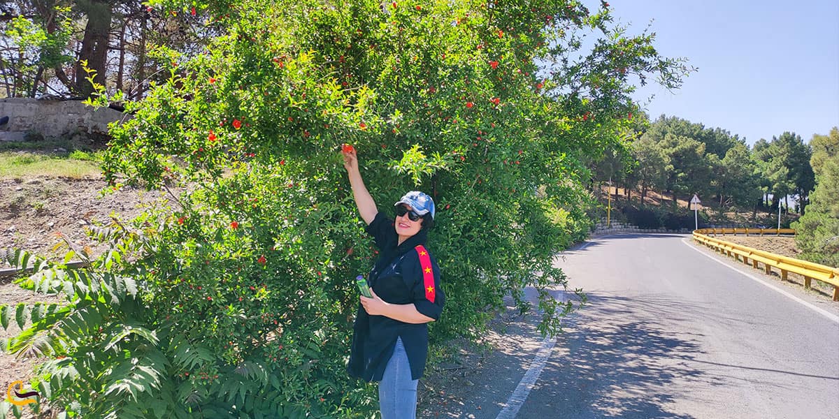 معرفی پارک جنگلی لویزان