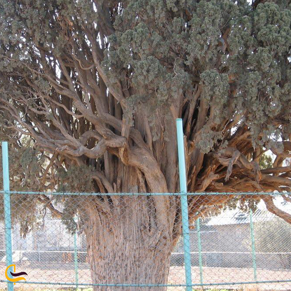 جایگاه درخت سرو در ایران باستان