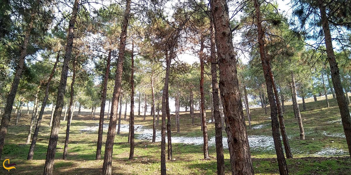 طبیعت چشم‌نواز پارک لویزان