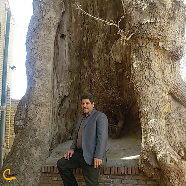 درخت چنار در فرهنگ فولكلور مردمان تفرش