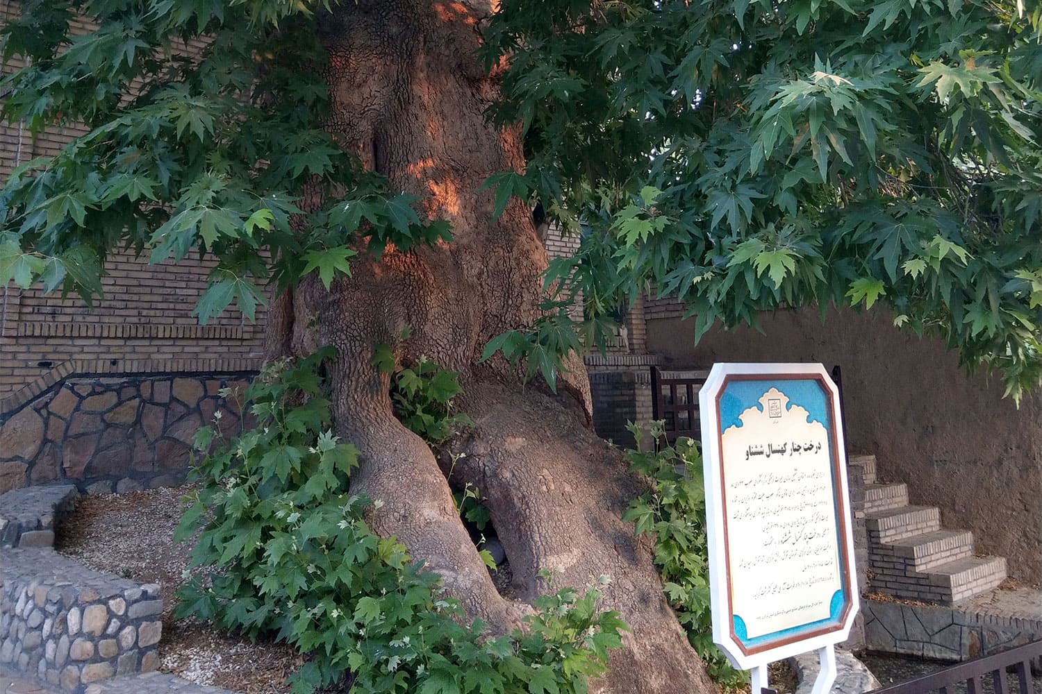 درخت چنار ششناو شهرستان تفرش