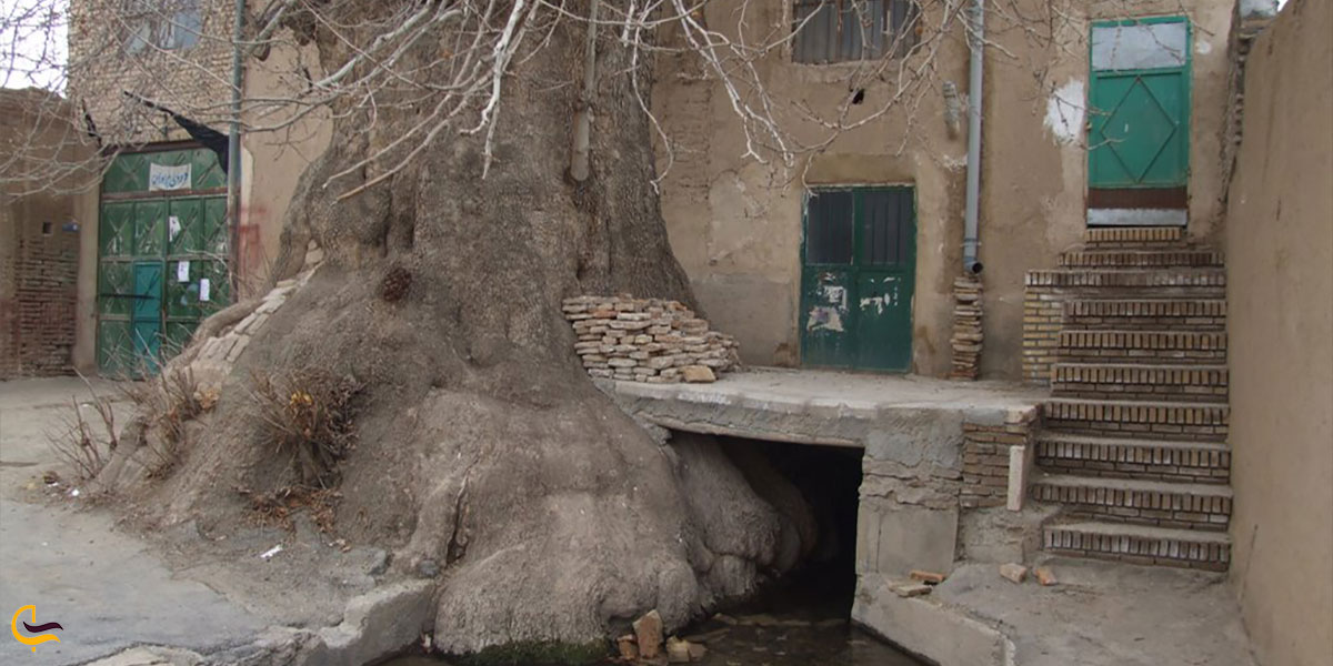قدمت درخت ششناور