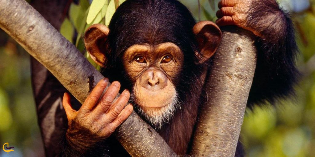 رنگ و حیوان سال ۱۴۰۲ چیست و چه معنایی دارد؟