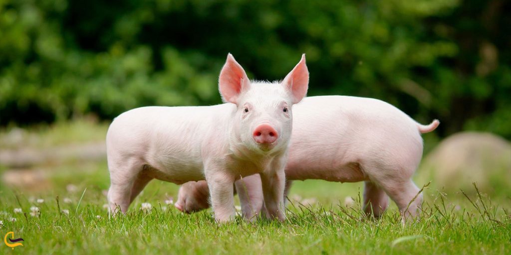 رنگ و حیوان سال ۱۴۰۲ چیست