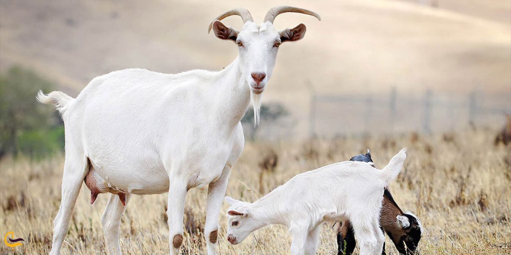 رنگ و حیوان سال ۱۴۰۲ چیست