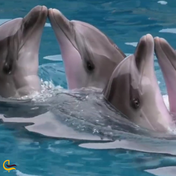 تماشای رقص و بازی‌گوشی دلفین‌ها در دلفیناریوم کیش