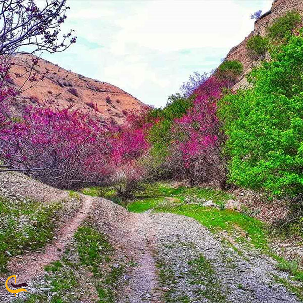 سفر به مشهد در بهار