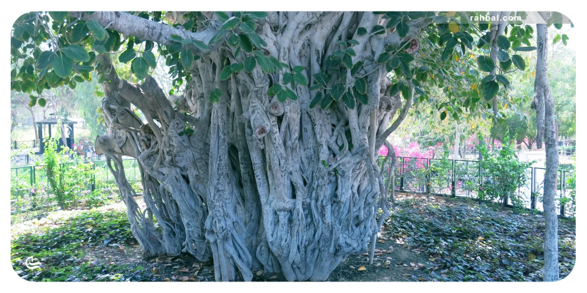 درخت سبز کیش یا درخت سبز معابد