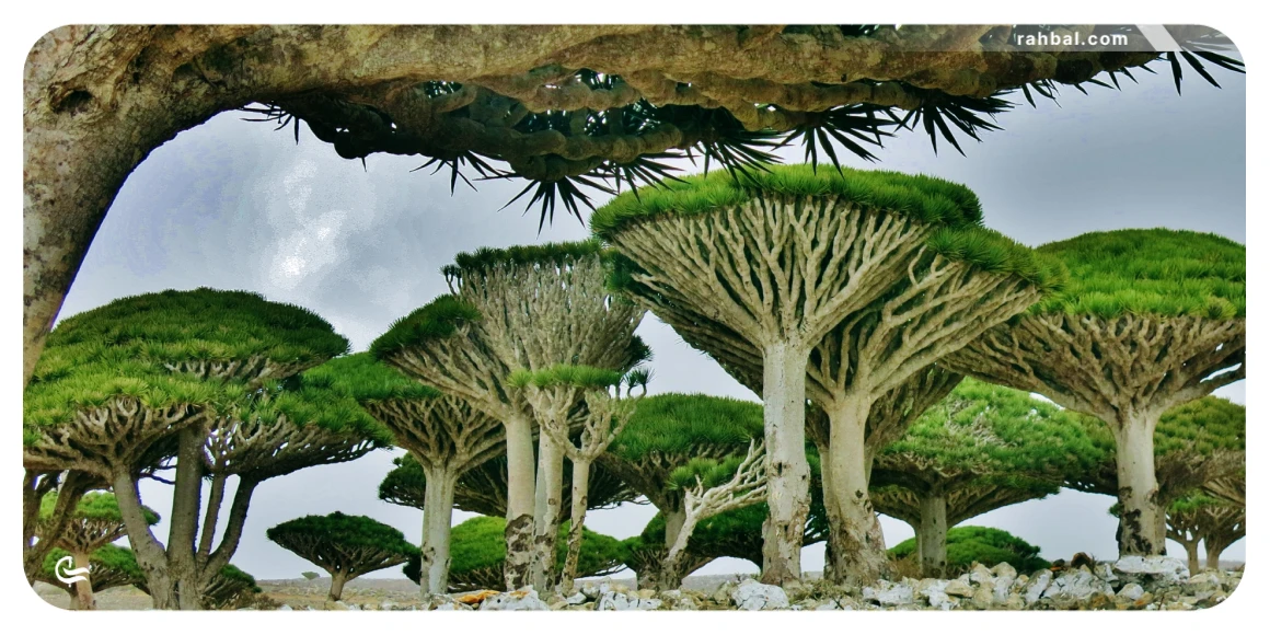 جزیره سقطرا یکی از عجیب ترین جاهای دیدنی دنیا