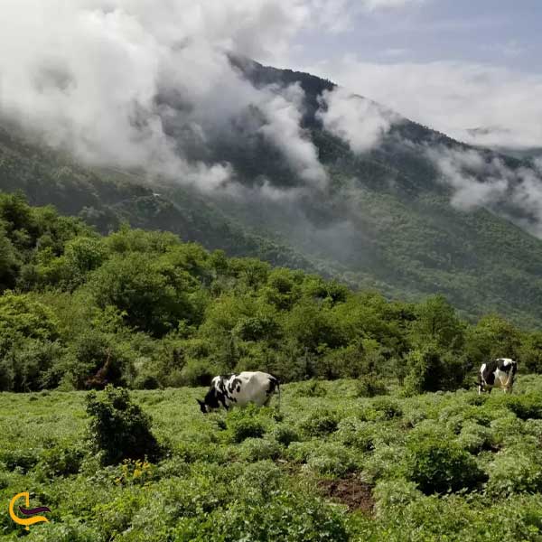 جنگل الیمستان