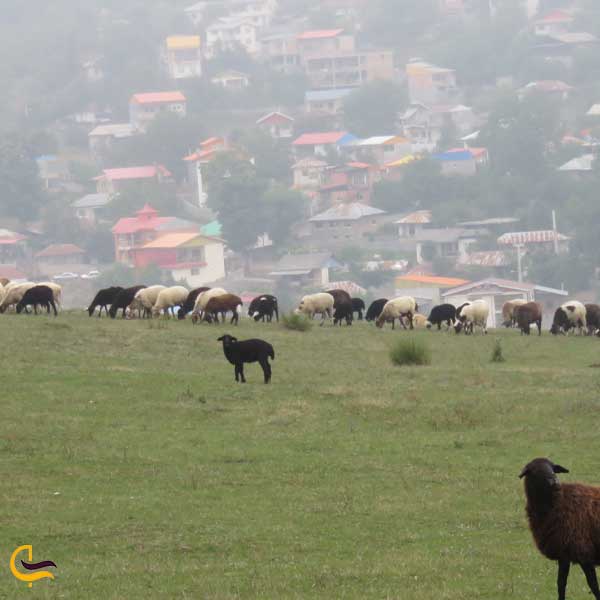 روستای سنگچال