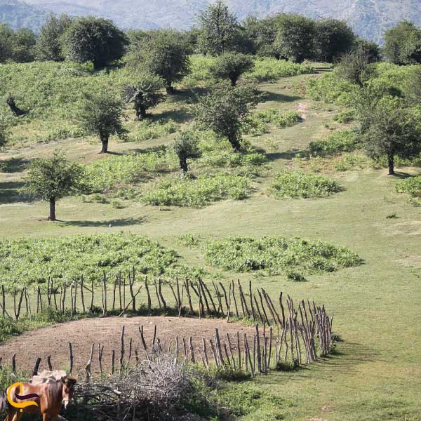 روستای سنگچال