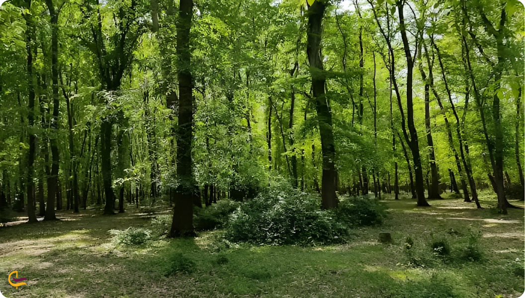 جنگل بونده از جاهای دیدنی محمودآباد