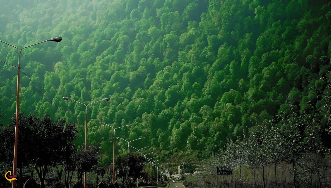 پوشش گیاهی نمک آبرود