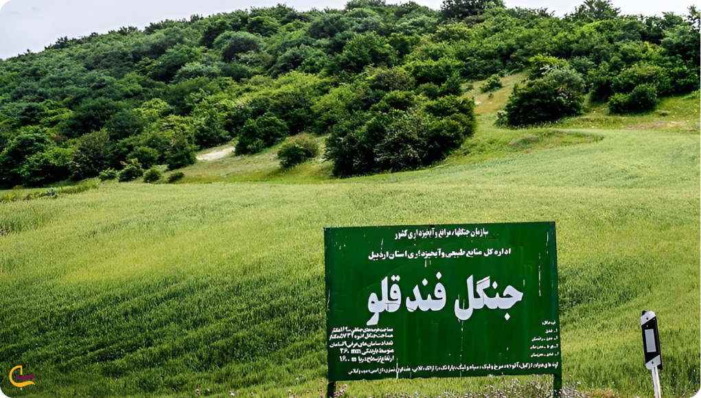 جنگل فندقلو آستارا