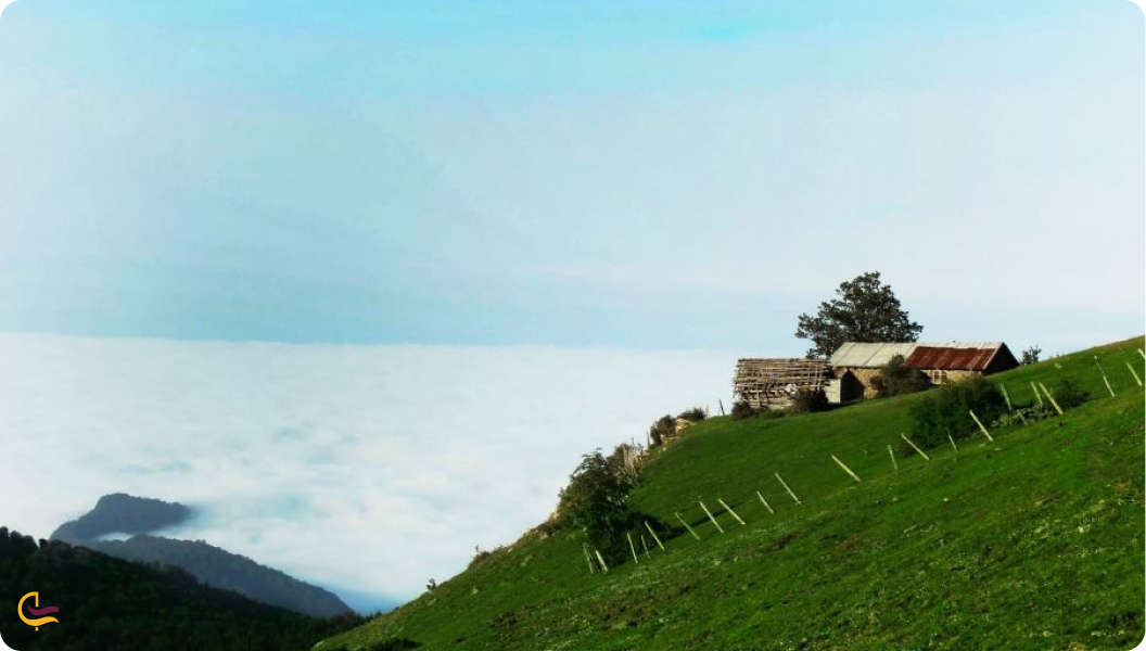 جنگل مازیچال از جاهای دیدنی عباس آباد