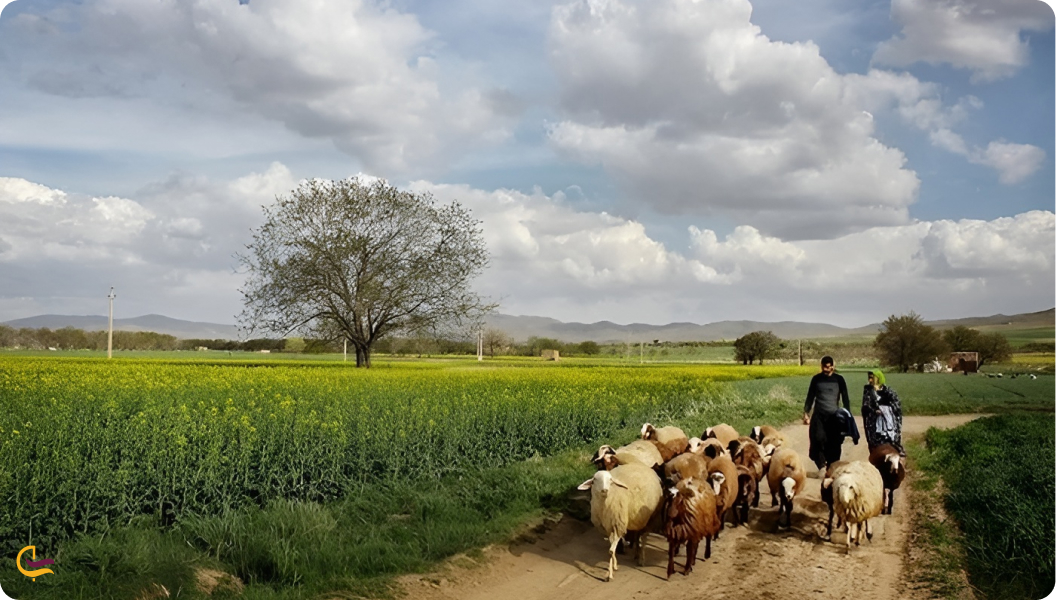 روستای درویش آباد محمودآباد