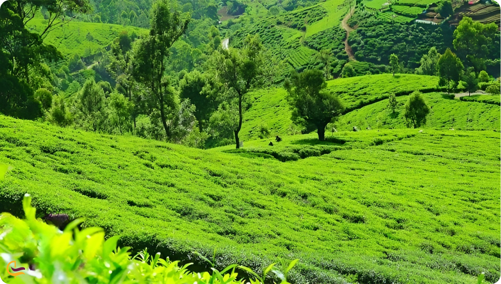 باغ چای عباس آباد آستارا