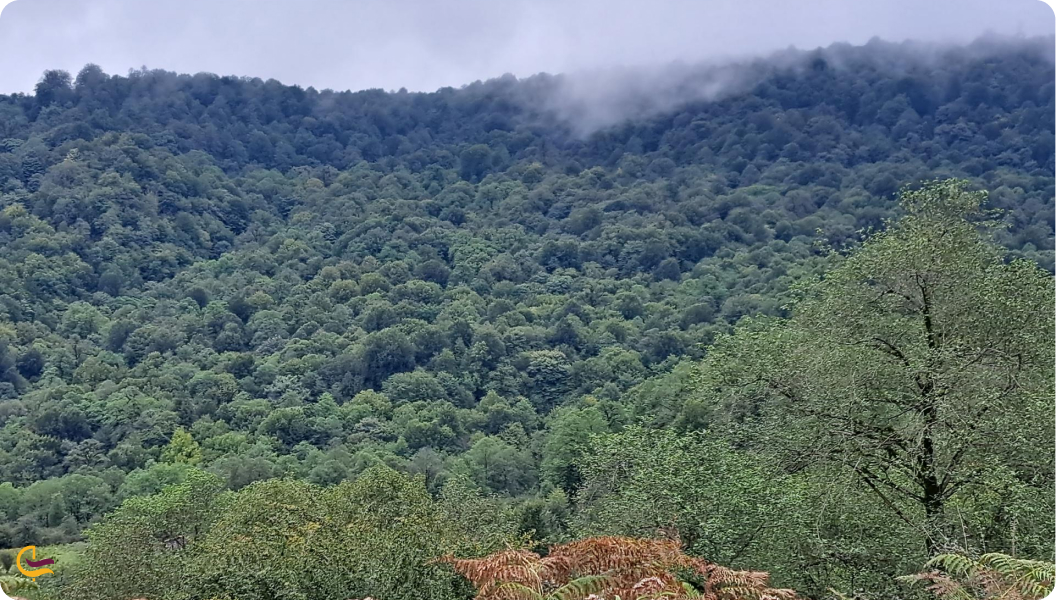 پارک جنگلی خرماچال از جاهای دیدنی عباس آباد