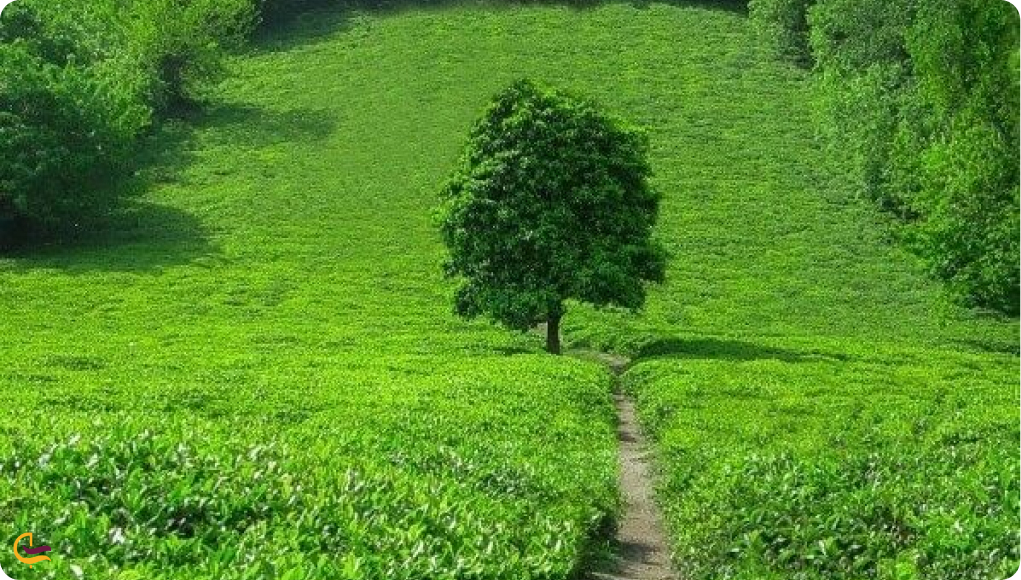 باغ چای عباس آباد آستارا