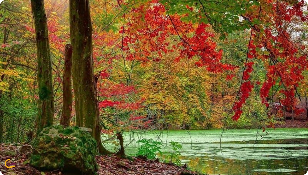 مرداب هسل از جاهای دیدنی اطراف نوشهر