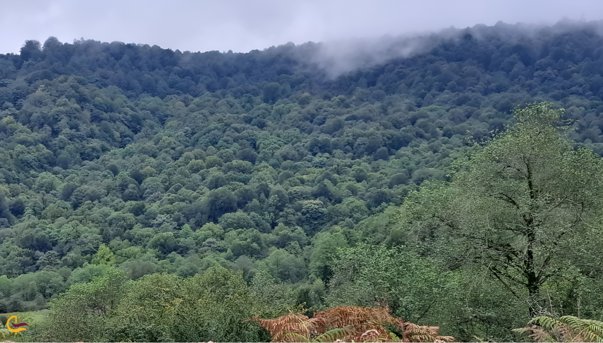 پارک جنگلی خرمچال