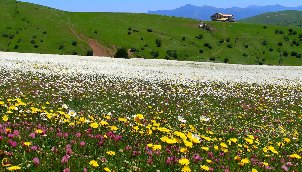 جنگل فندقلو اردبیل