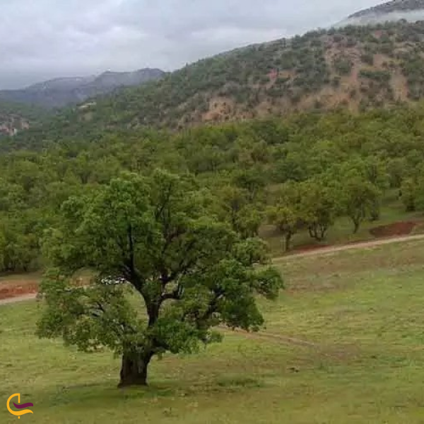 کوهستان پارک یاسوج